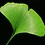 Ginko